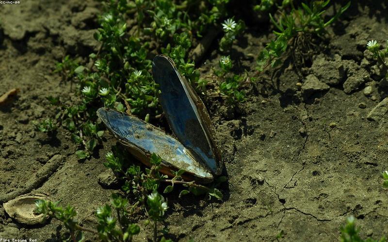 Natürliche Gartengestaltung und Kompostierung